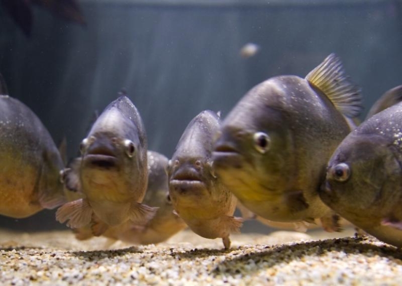 What you need to Know about piranhas: Truth and Fiction