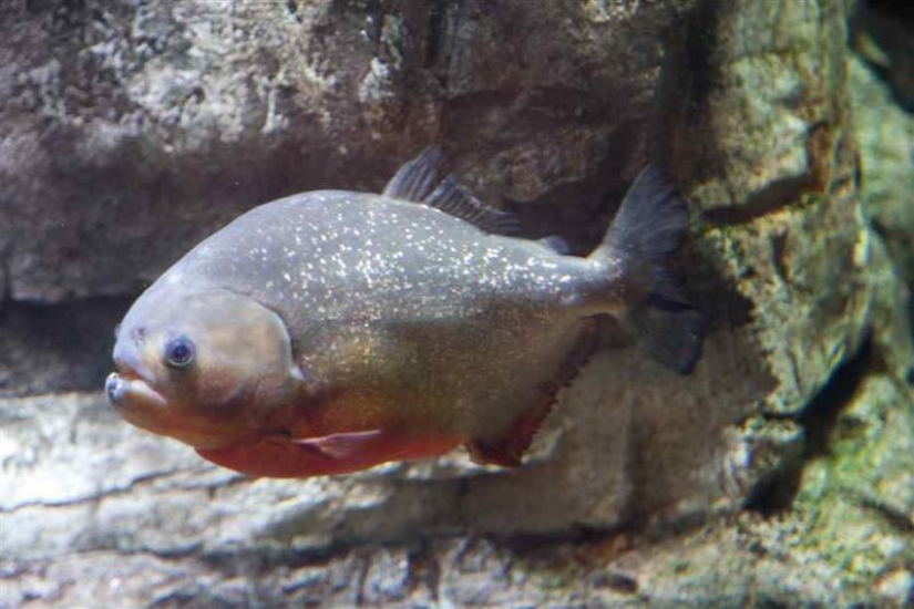 What you need to Know about piranhas: Truth and Fiction