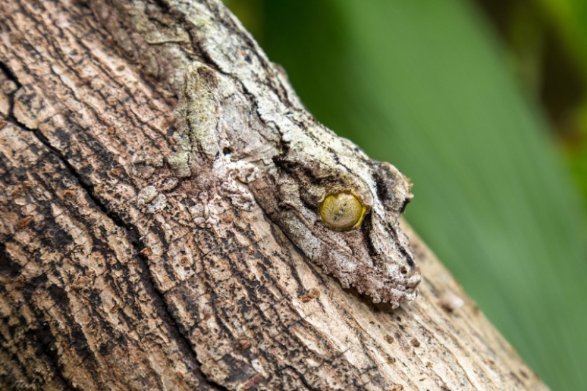 When animals are the gods of disguise