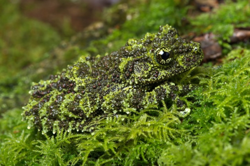 When animals are the gods of disguise