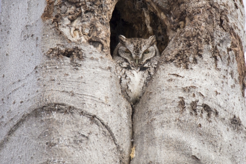 When animals are the gods of disguise