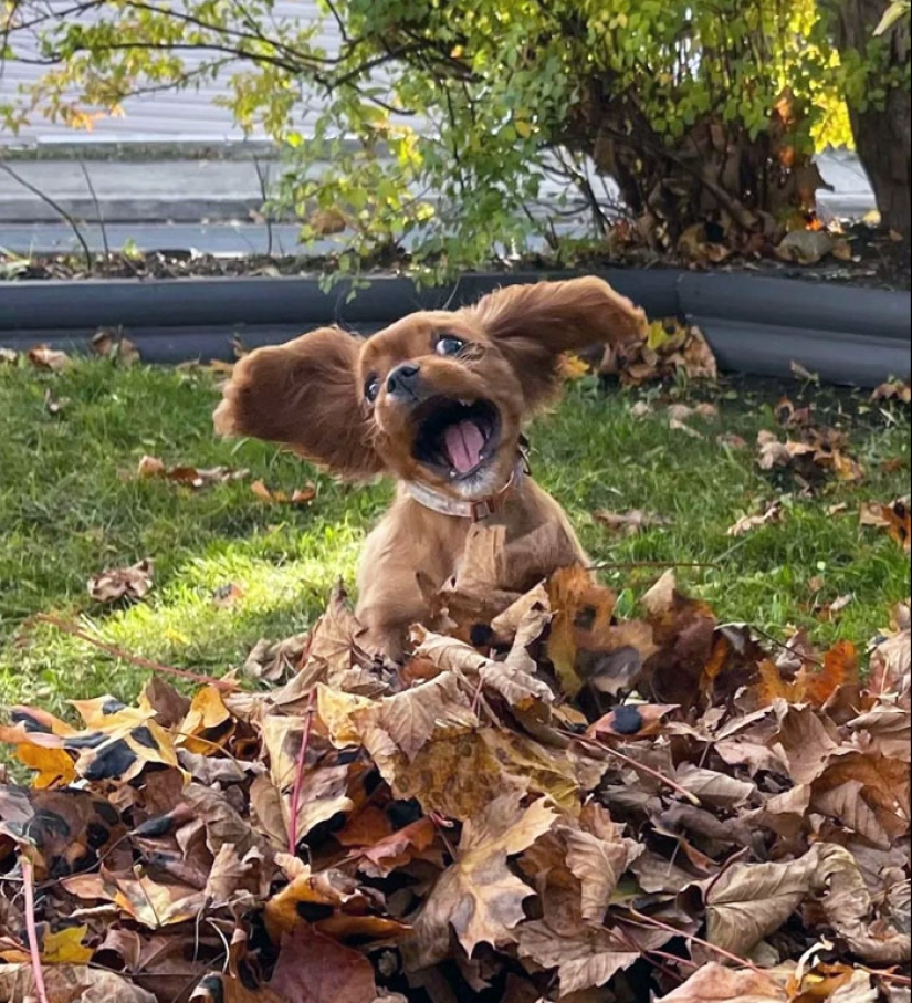 When Nature Laughs: 50 Of The Funniest Animal Expressions Caught On Camera