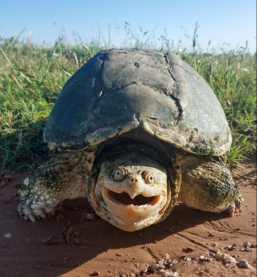 When Nature Laughs: 50 Of The Funniest Animal Expressions Caught On Camera