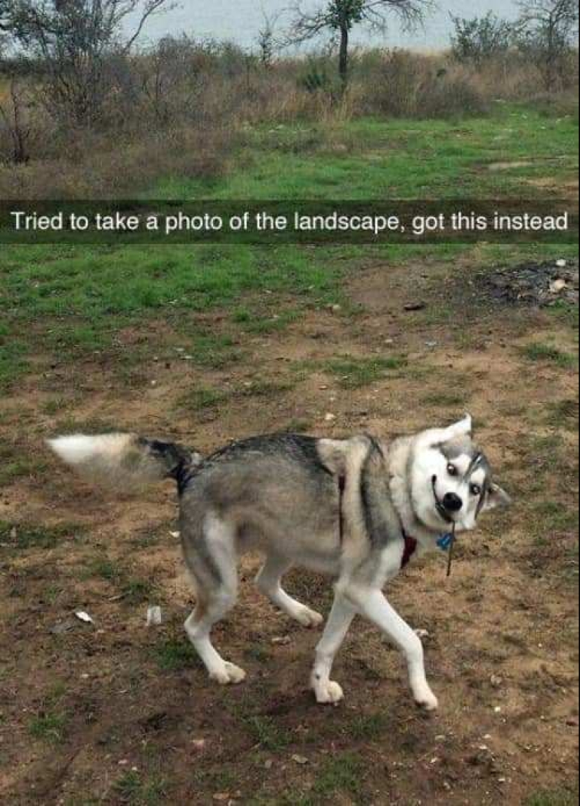 When the program "dog" failed and hung up: 15+ funny photos with pets