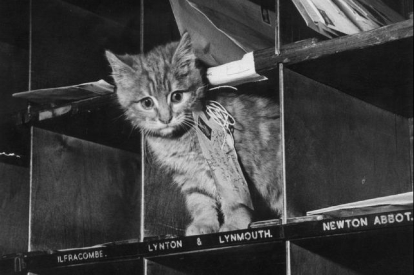 Whiskered delivery: how the Belgians tried to make postmen out of cats