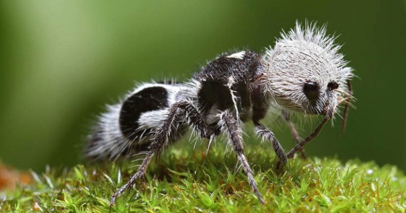 White and fluffy, "killer cows": the ants are-impostors with which to be reckoned