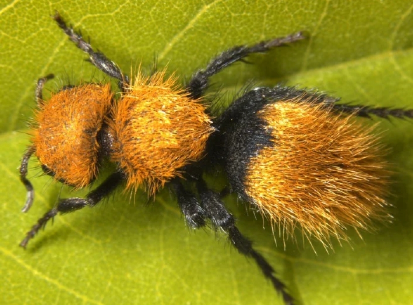 White and fluffy, "killer cows": the ants are-impostors with which to be reckoned