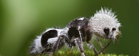 White and fluffy, "killer cows": the ants are-impostors with which to be reckoned