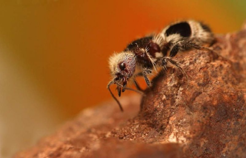 White and fluffy, "killer cows": the ants are-impostors with which to be reckoned