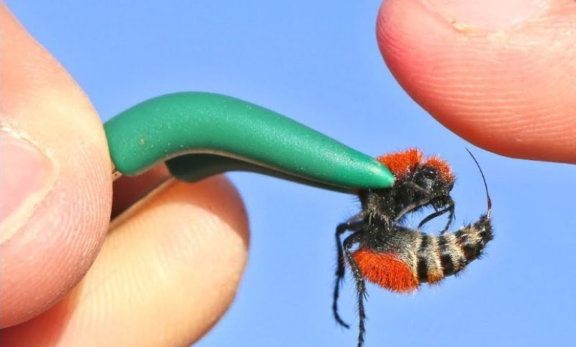 White and fluffy, "killer cows": the ants are-impostors with which to be reckoned