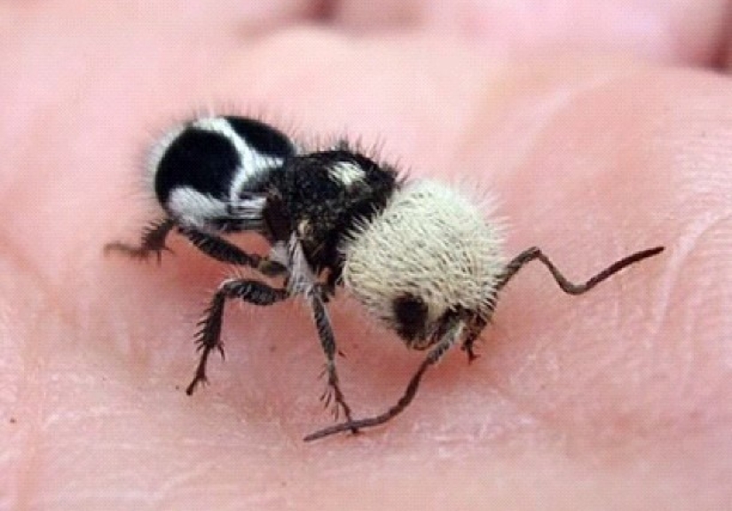 White and fluffy, "killer cows": the ants are-impostors with which to be reckoned