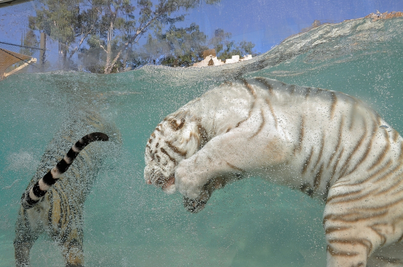 White tigers