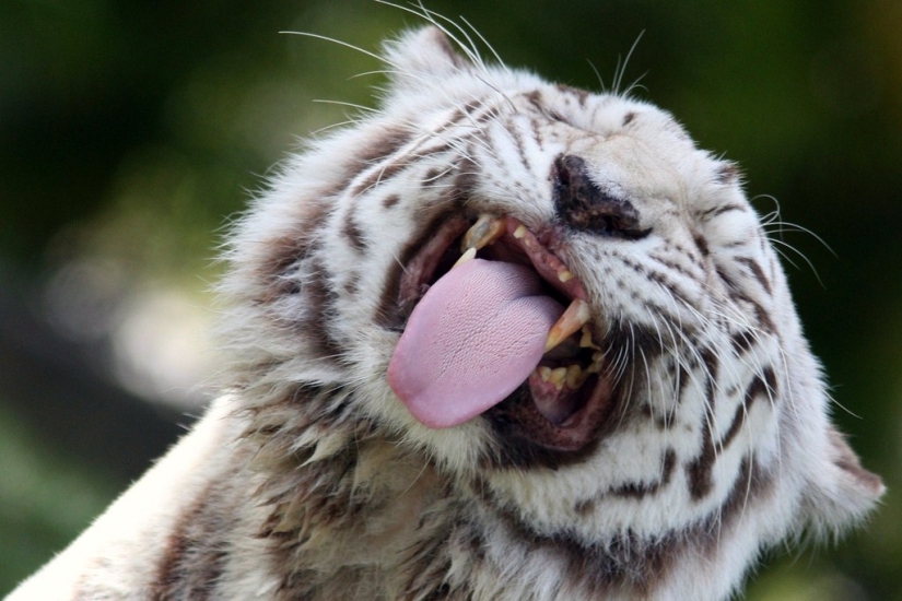 White tigers