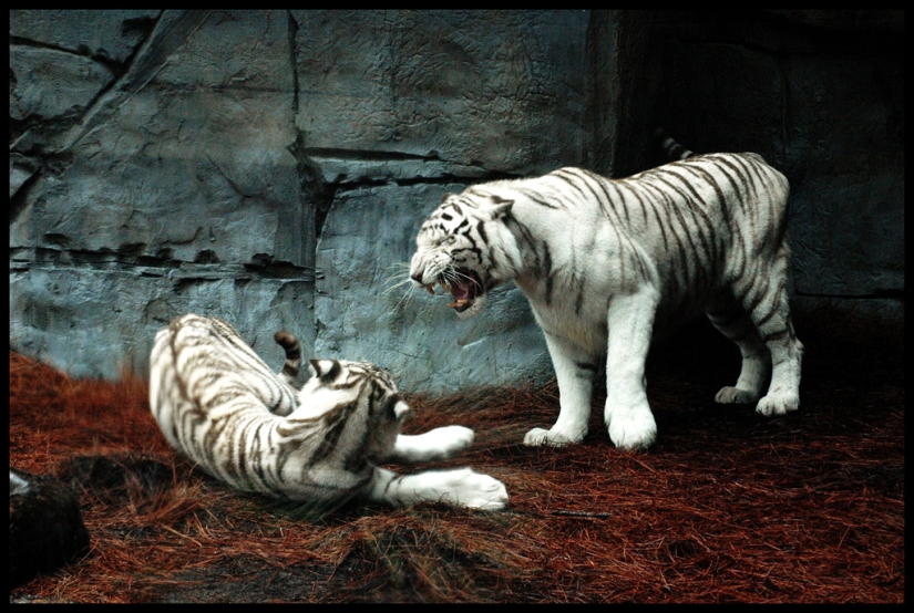 White tigers