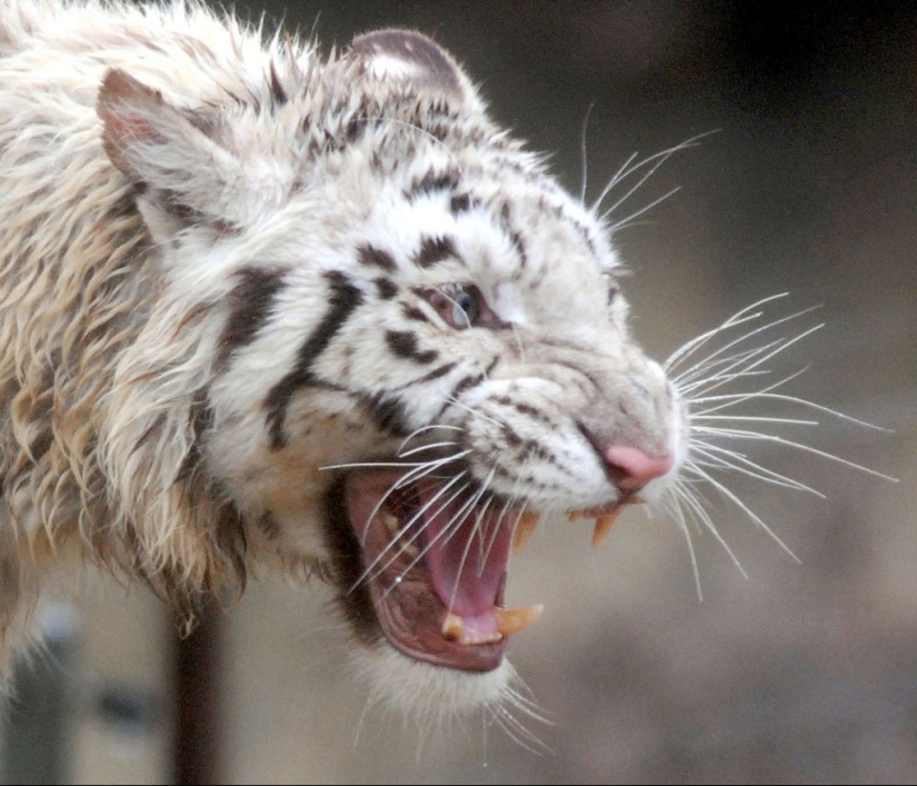 White tigers