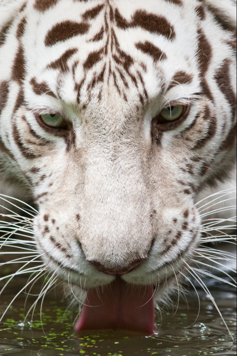 White tigers