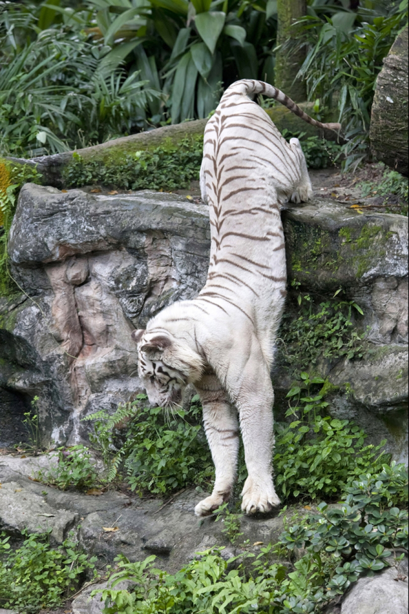 White tigers