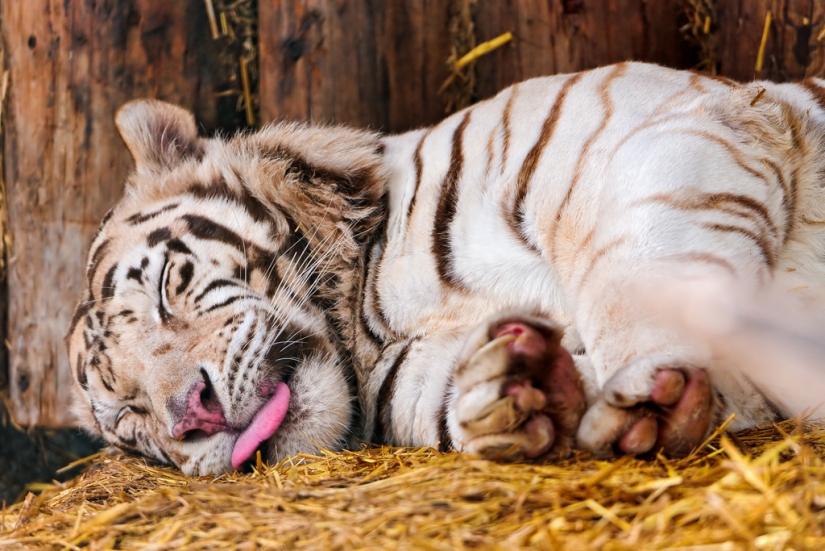 White tigers