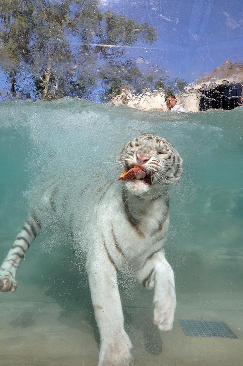 White tigers