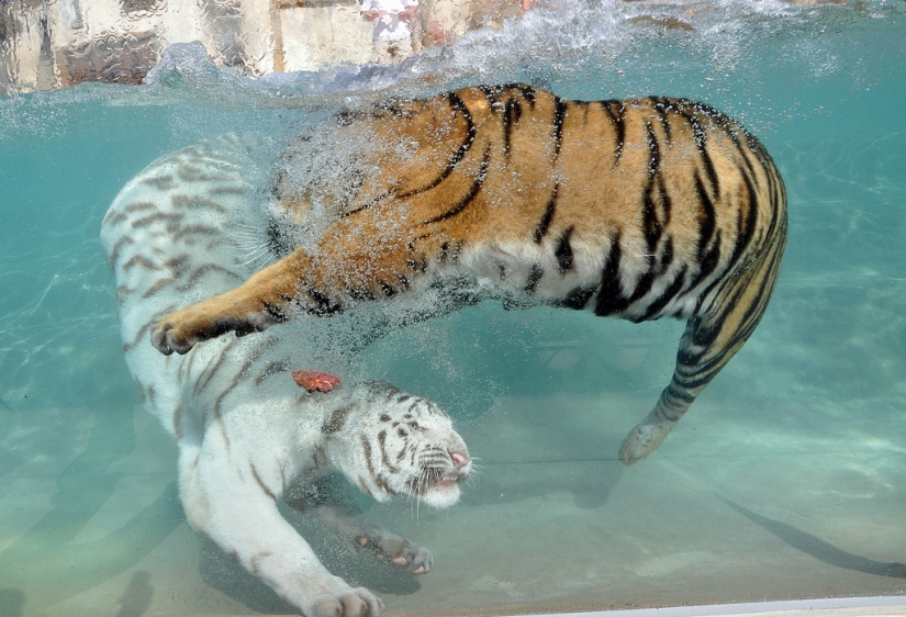 White tigers