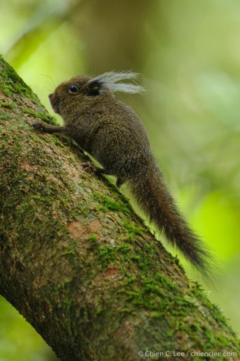 Whitehead&#39;s squirrel - a tiny cutie from the island of Borneo