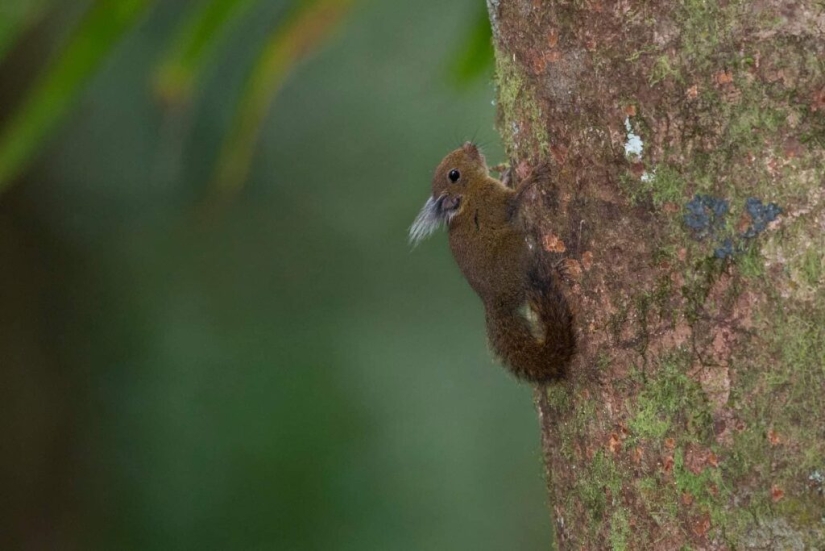 Whitehead&#39;s squirrel - a tiny cutie from the island of Borneo