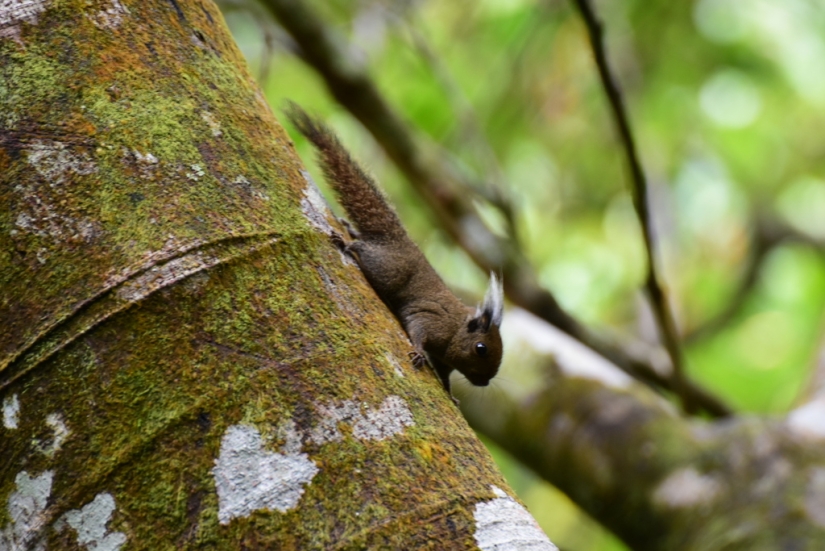 Whitehead&#39;s squirrel - a tiny cutie from the island of Borneo