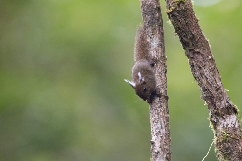 Whitehead&#39;s squirrel - a tiny cutie from the island of Borneo