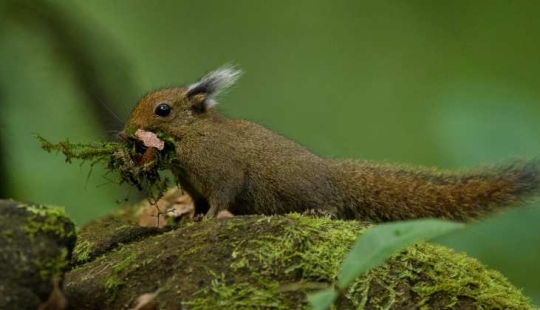 Whitehead&#39;s squirrel - a tiny cutie from the island of Borneo