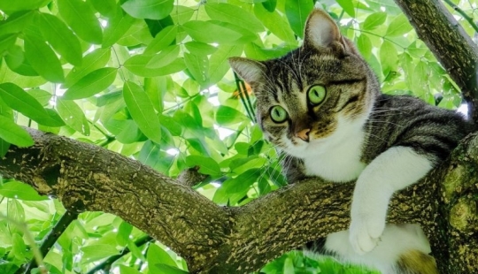 Why a cat sometimes can’t come down from a tree and how to help it