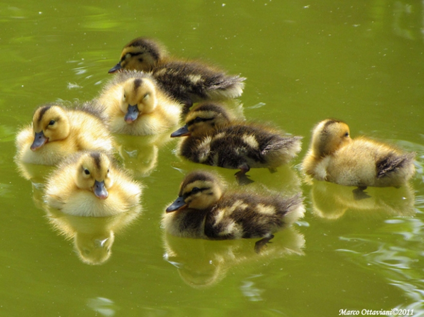 Why are ducklings so cute