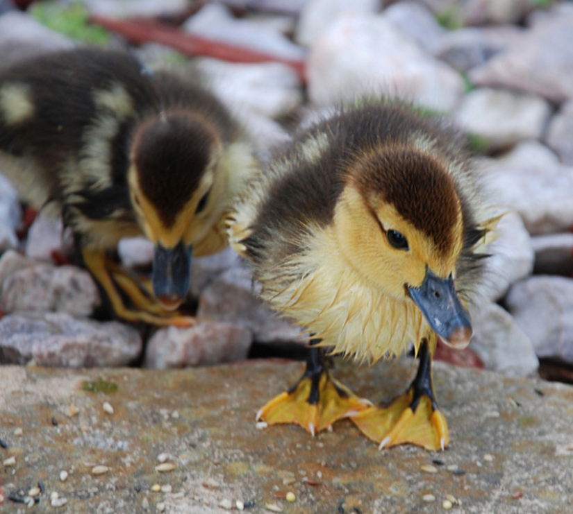 Why are ducklings so cute