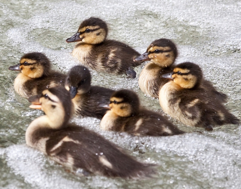 Why are ducklings so cute