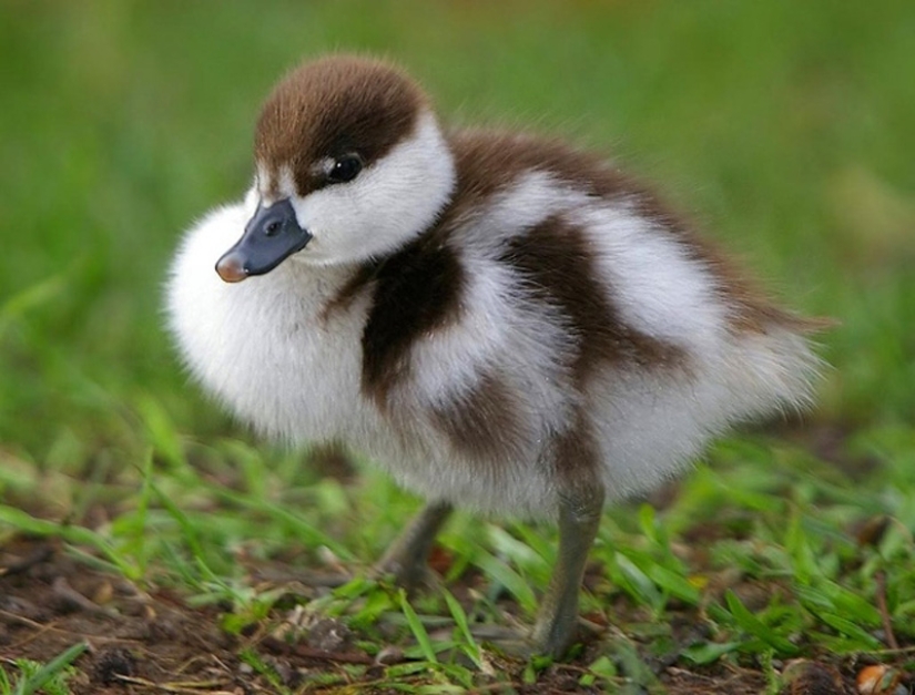 Why are ducklings so cute