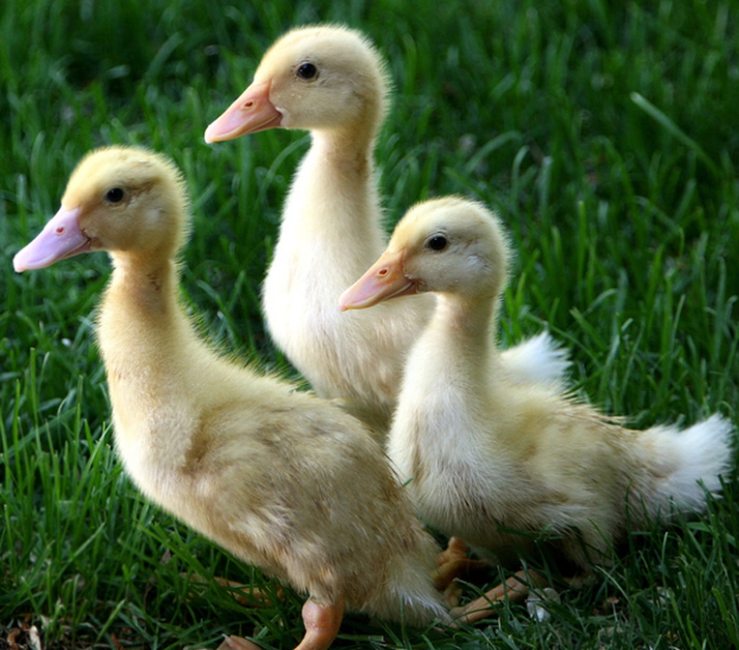 Why are ducklings so cute