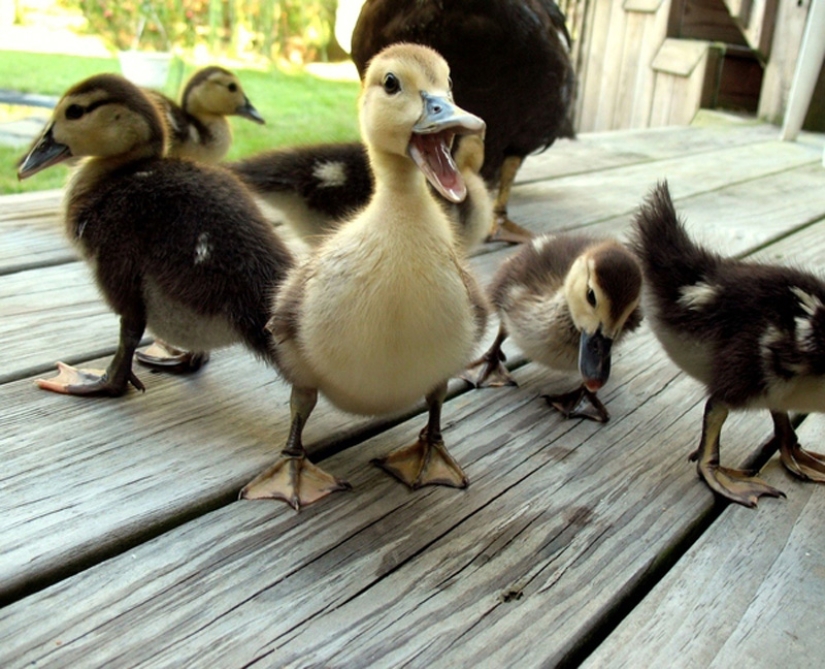 Why are ducklings so cute