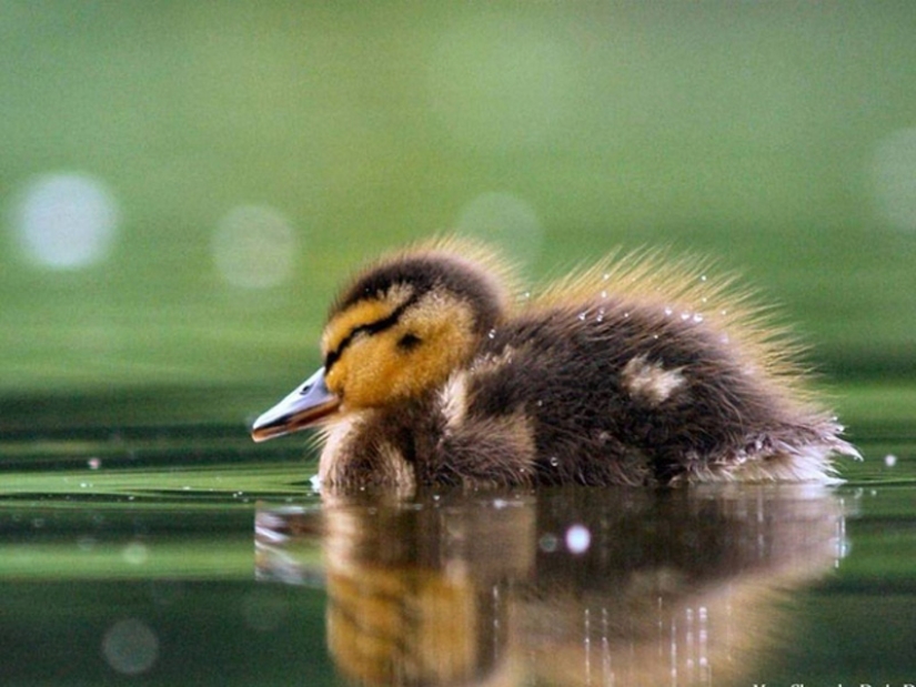 Why are ducklings so cute