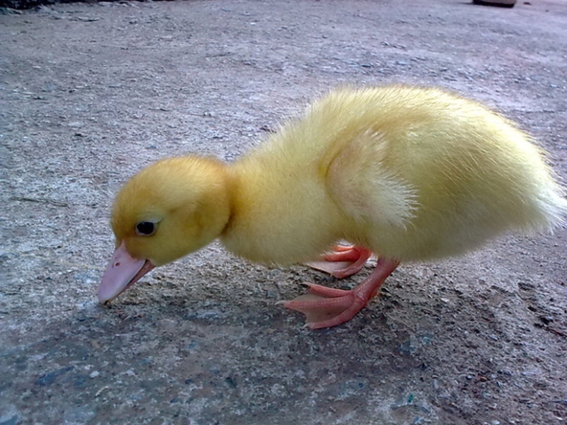 Why are ducklings so cute