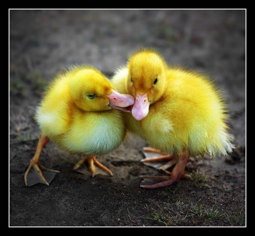 Why are ducklings so cute