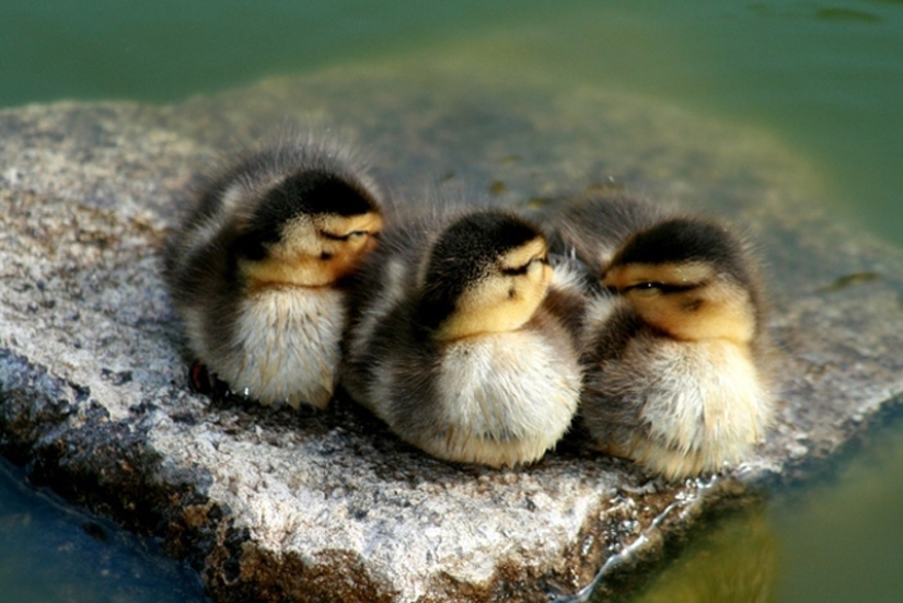 Why are ducklings so cute