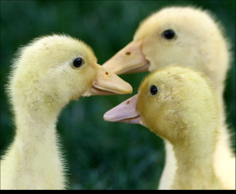 Why are ducklings so cute