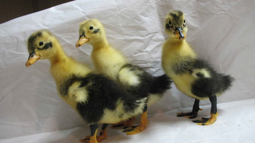 Why are ducklings so cute