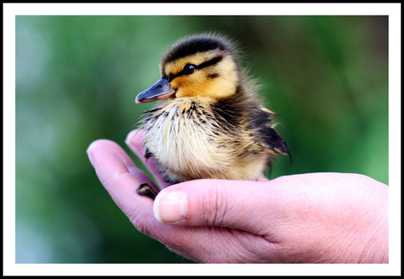 Why are ducklings so cute