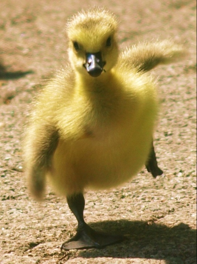 Why are ducklings so cute