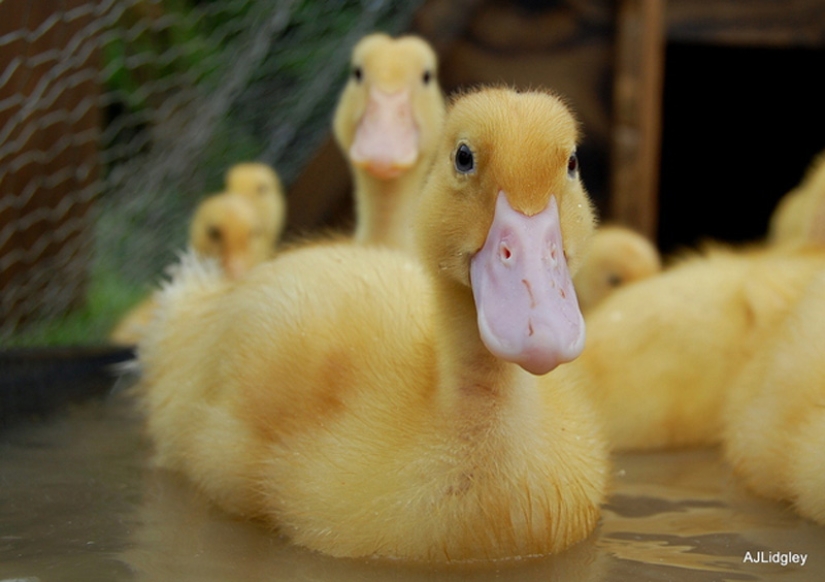 Why are ducklings so cute