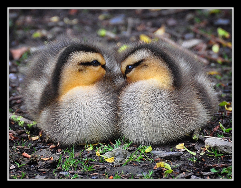 Why are ducklings so cute