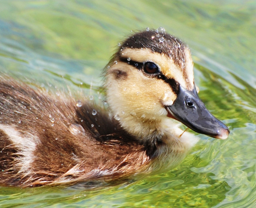 Why are ducklings so cute