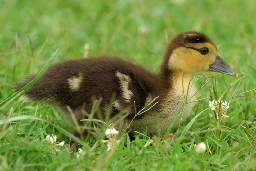 Why are ducklings so cute