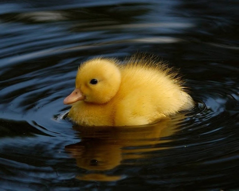 Why are ducklings so cute