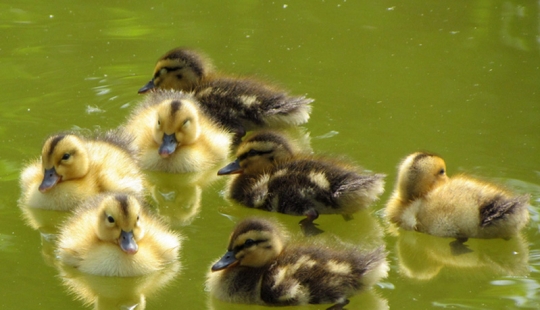 Why are ducklings so cute